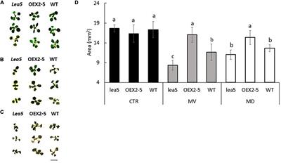 Late Embryogenesis Abundant (LEA)5 Regulates Translation in Mitochondria and Chloroplasts to Enhance Growth and Stress Tolerance